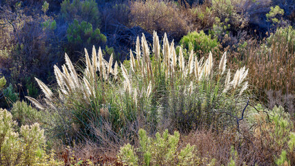 A big bush of pampas grass at Lake Miramar in San Diego, Ca.