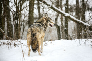 Fototapeta na wymiar Gray Wolves in the snow