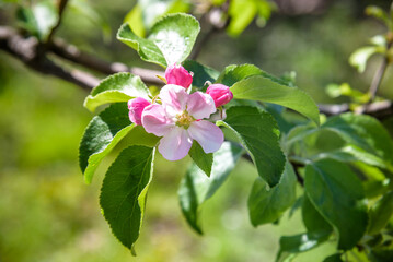 Closeup blossoming tree brunch with white flowers. Flowering of apple trees.