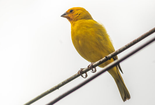p&aacute;ssarinho can&aacute;rio da terra parado nos fios