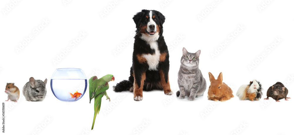 Wall mural Group of different domestic animals on white background, collage