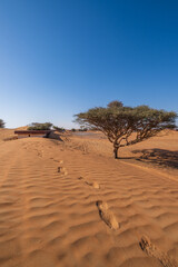 Acacia tree and wild ghaf trees on a sandy desert in Al Madam buried ghost village in United Arab Emirates, tire tracks on sand.