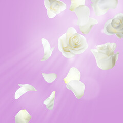 Beautiful white rose flowers and petals falling on violet background