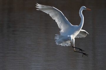 シラサギの着地アプローチ