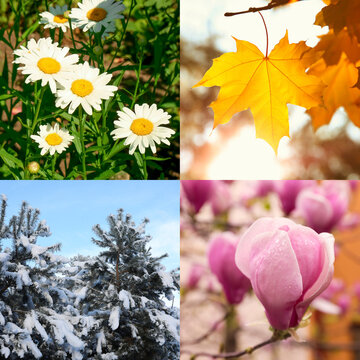 Four seasons. Collage design with beautiful photos of nature