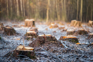 Cut down trees in the forest. A huge stump  and felled trees in the background.
