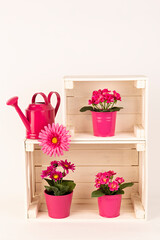 Cajas de madera con macetas rosas con flores y regadera.