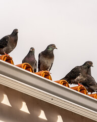 Pidgeon
