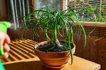 Hand spraying Beaucarnea houseplants. Moisturize leaves of tropical plants during the heating season at home. Greenery at home. Eco-friendly life. Taking care of plants, hobby.