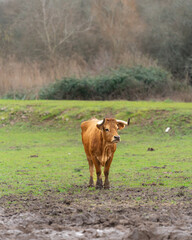 Vaca arouquesa