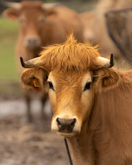Vaca Arouquesa