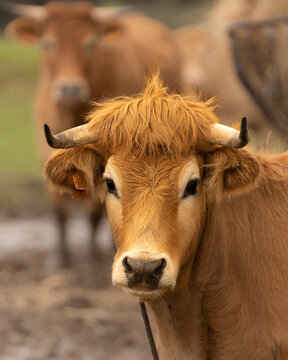 「Arouquesa」の写真素材 14件の無料イラスト画像 Adobe Stock