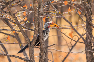 Damara red-billed hornbill, small species of African hornbills. Africa wildlife. Etosha National Park, Namibia. © Tomasz Wozniak