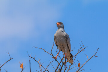 Pale chanting goshawk in natural habitat in Etosha National Park. Namibia.
