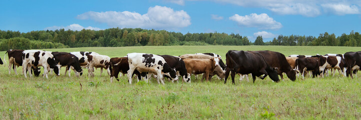 Fototapeta na wymiar Banner, extra wide format. A herd of cows graze on a field in a village, pasture