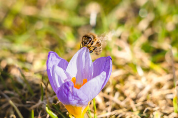 Biene landet auf Krokus