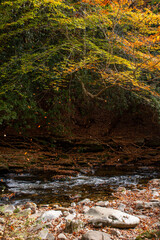 Orange leaves falling from the trees along the river in a North Carolina forest