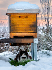 Katze bewacht Bienebeute