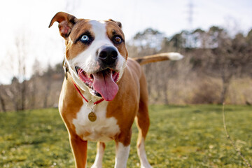 Happy and active dog outdoors in the grass on a sunny day. Staffordshire terrier dog with a happy muzzle walk  in nature. Happy dog. Walk with the dog.
