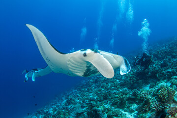 Manta ray on the reef, French Polynesia