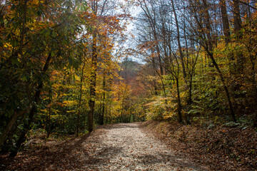 Sunlight illuminating the beautiful fall colors on a North Carolina hiking trail