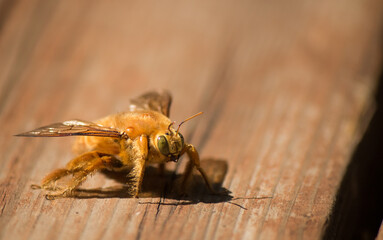 Male valley carpenter bee on wood