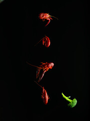 Shrimp and broccoli in frozen flight on a black background. Creative culinary composition. Minimalism. Seafood recipes. Cookbook, culinary blog.