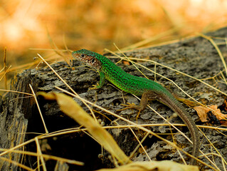 bright green lizard sits on a tree