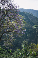 tree in the mountains