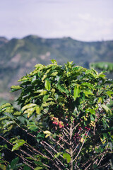 Coffee plant and mountains