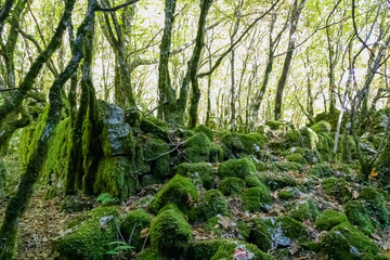 Hiking trail through enchanted ancient laurel sub tropical forest in the Dinaric Alps mountain range near Kotor bay, Montenegro, Balkans, Europe. Dense diversified fauna. Path overgrown with moss