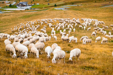 Fototapeta Sheep eats grass on alpine meadows and blends in with mountain nature. Fluffy animals grazing on sloping meadows of Alps obraz