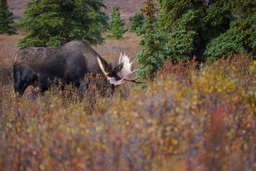 Bull Moose in national park  in Alaska