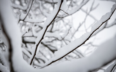 snow covered branches