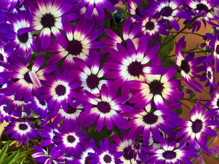 Obraz premium Close up macro of the vibrant purple and white petals of some florist's cineraria (Pericallis hybrida) flowers