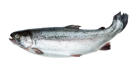 Fresh salmon isolated on transparent background. PNG format	
