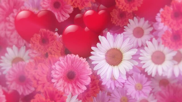 Romantic Valentine's Day background with gently moving love hearts, white daisy flowers and pink and red gerbera daisies in full bloom. Full HD and looping floral design background.