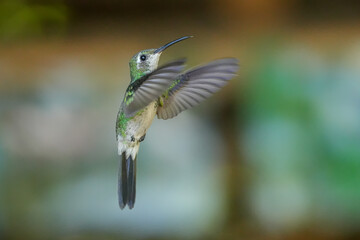 hummingbird in flight