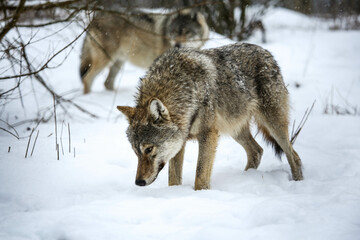 Gray Wolf flock in the snow