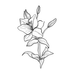 Annunciation of the Lord vector illustration of lily . For  cards, flyers, poster,  banner