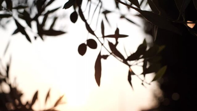Olive tree in orange sunset in summer time