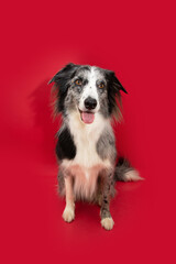 Portrait border collie dog sitting with happy expression face. Isolated on red, magenta background