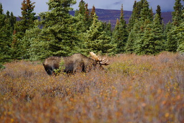 Male Moose in National park Denali in Alaska
