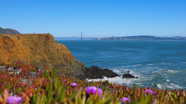 Spring flowers along Northern California coast