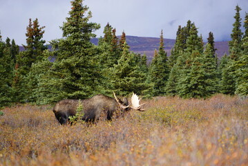 Male Moose in National park Denali in Alaska
