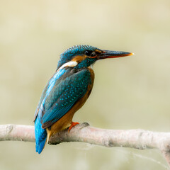 kingfisher on branch