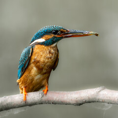 kingfisher on a branch with fish