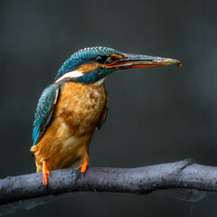kingfisher on branch