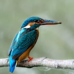 kingfisher on the branch