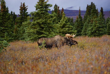 Beautiful big animal Bull Moose in autumn landscape in North America